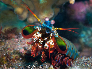 Mantis shrimp, taken with Canon G10 and UCL165 
 by Beate Seiler 